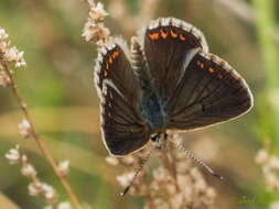 Image of Aricia montensis Verity 1928