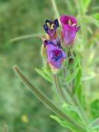 Image of Great Willowherb