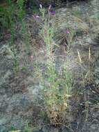 Слика од Epilobium hirsutum L.