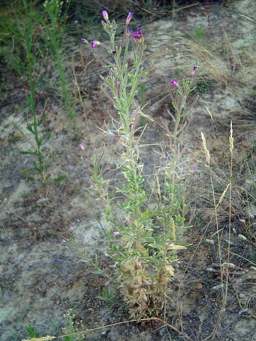 Слика од Epilobium hirsutum L.