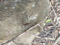 Imagem de Sphaerodactylus vincenti Boulenger 1891