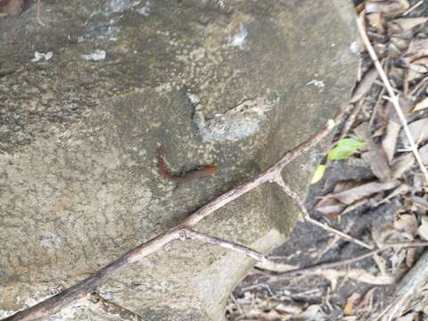 Imagem de Sphaerodactylus vincenti Boulenger 1891