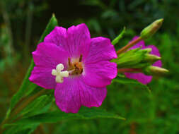 Слика од Epilobium hirsutum L.