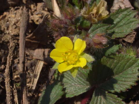 Imagem de Potentilla fragarioides L.