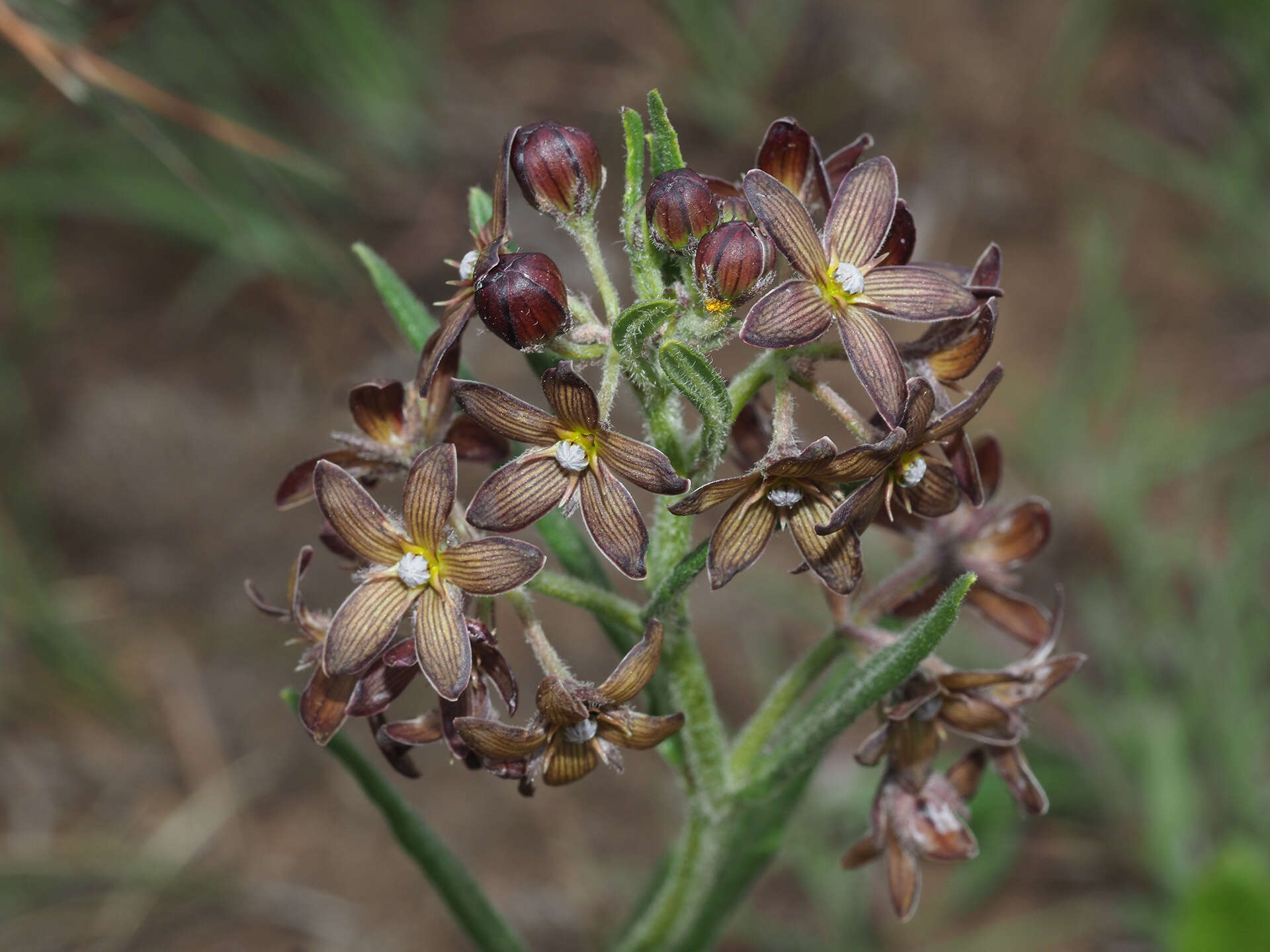 Schizoglossum stenoglossum Schltr.的圖片