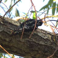 Image of Red-naped Sapsucker