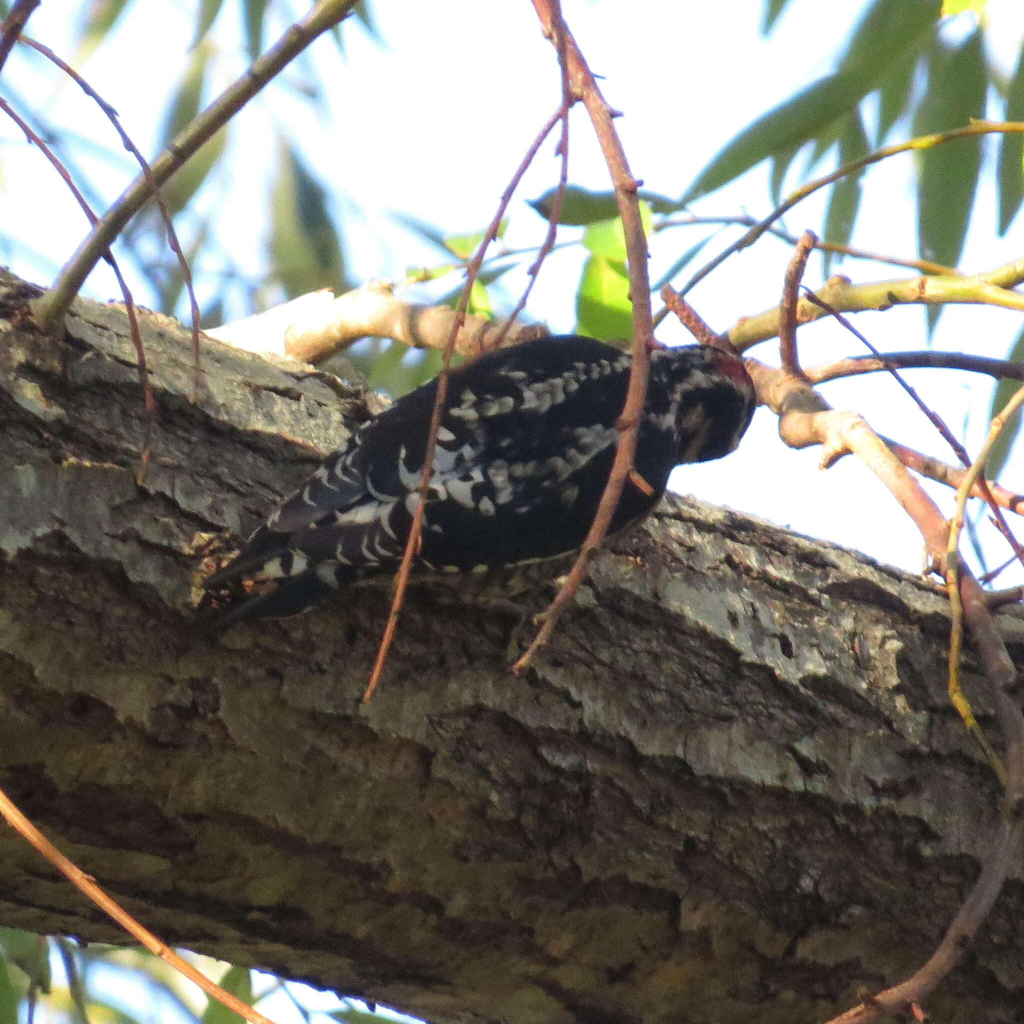 Image of Red-naped Sapsucker