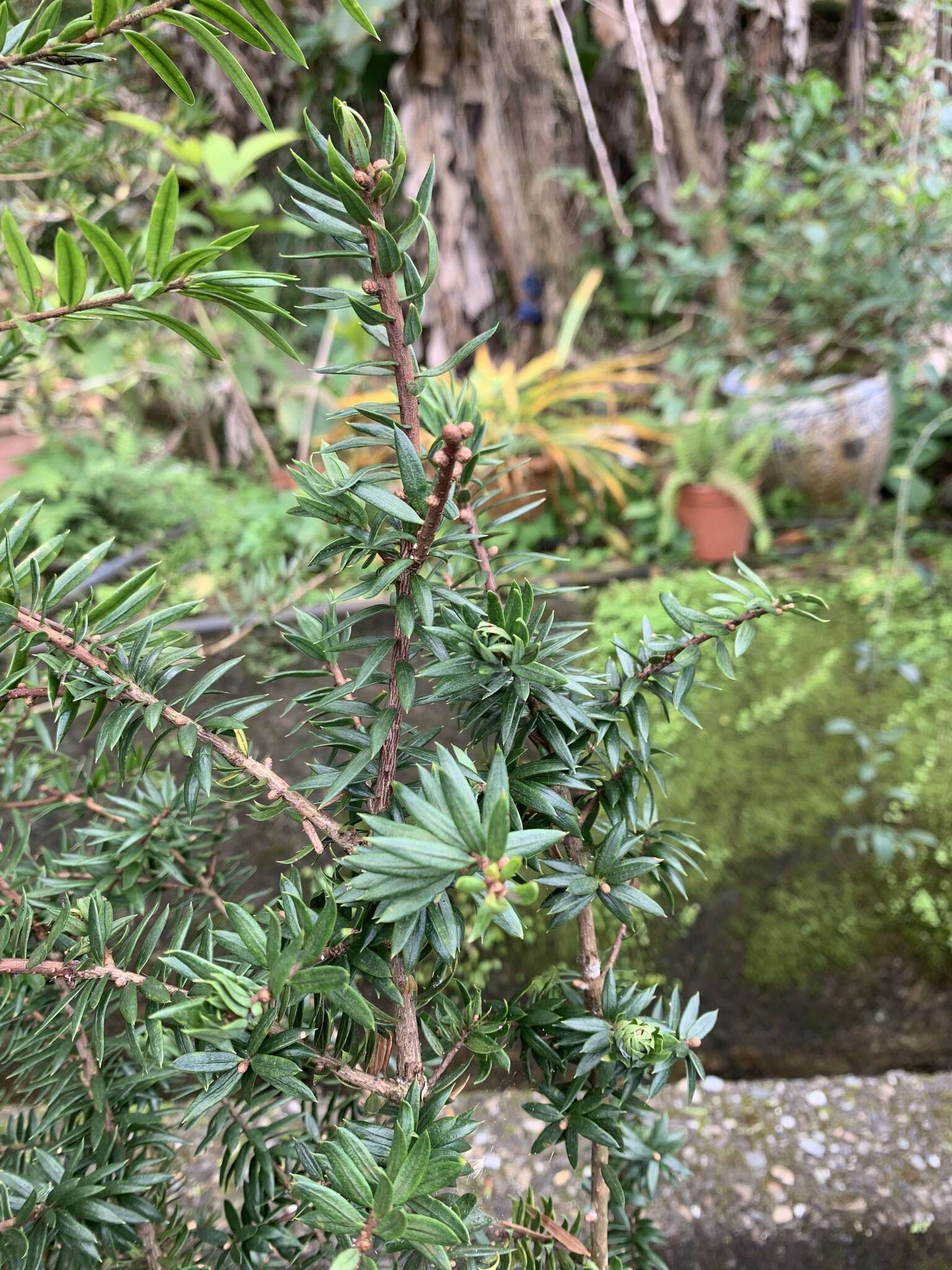 Image of Keteleeria davidiana var. formosana (Hayata) Hayata