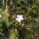 Image of Dianthus carbonatus Klokov