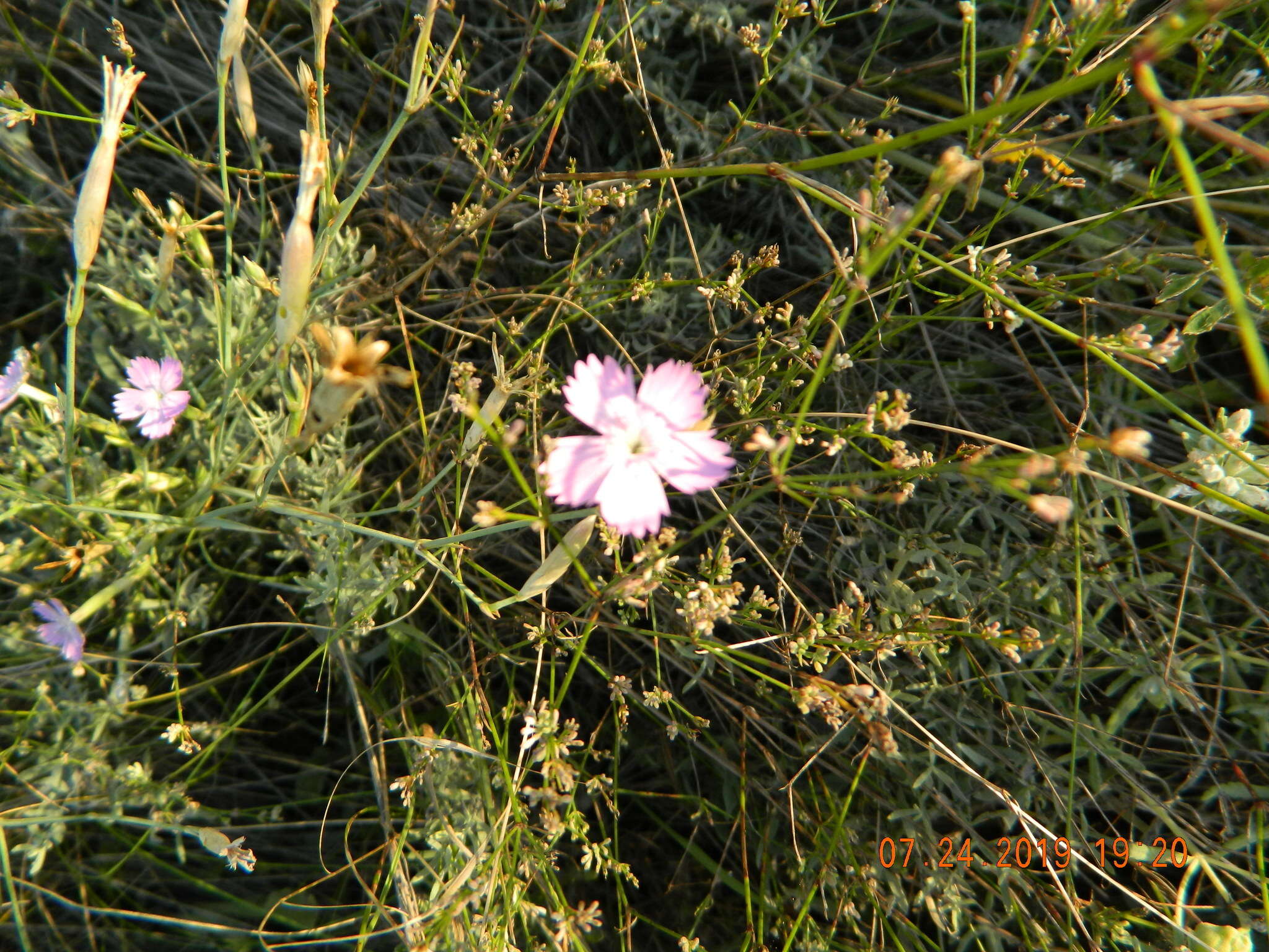 Image of Dianthus carbonatus Klokov