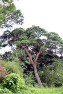 Image of Japanese Red Pine