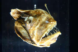 Image of black seadevils