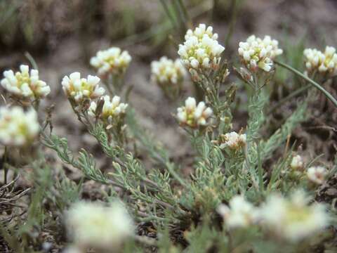 Image of Polyctenium williamsiae Rollins