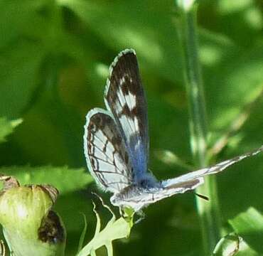 Image of <i>Leptotes <i>cassius</i></i> cassius