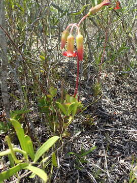 Image of Cotyledon adscendens R. A. Dyer