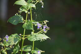 Image of Tripora divaricata (Maxim.) P. D. Cantino