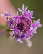 Image of Few-flowered Milkwort