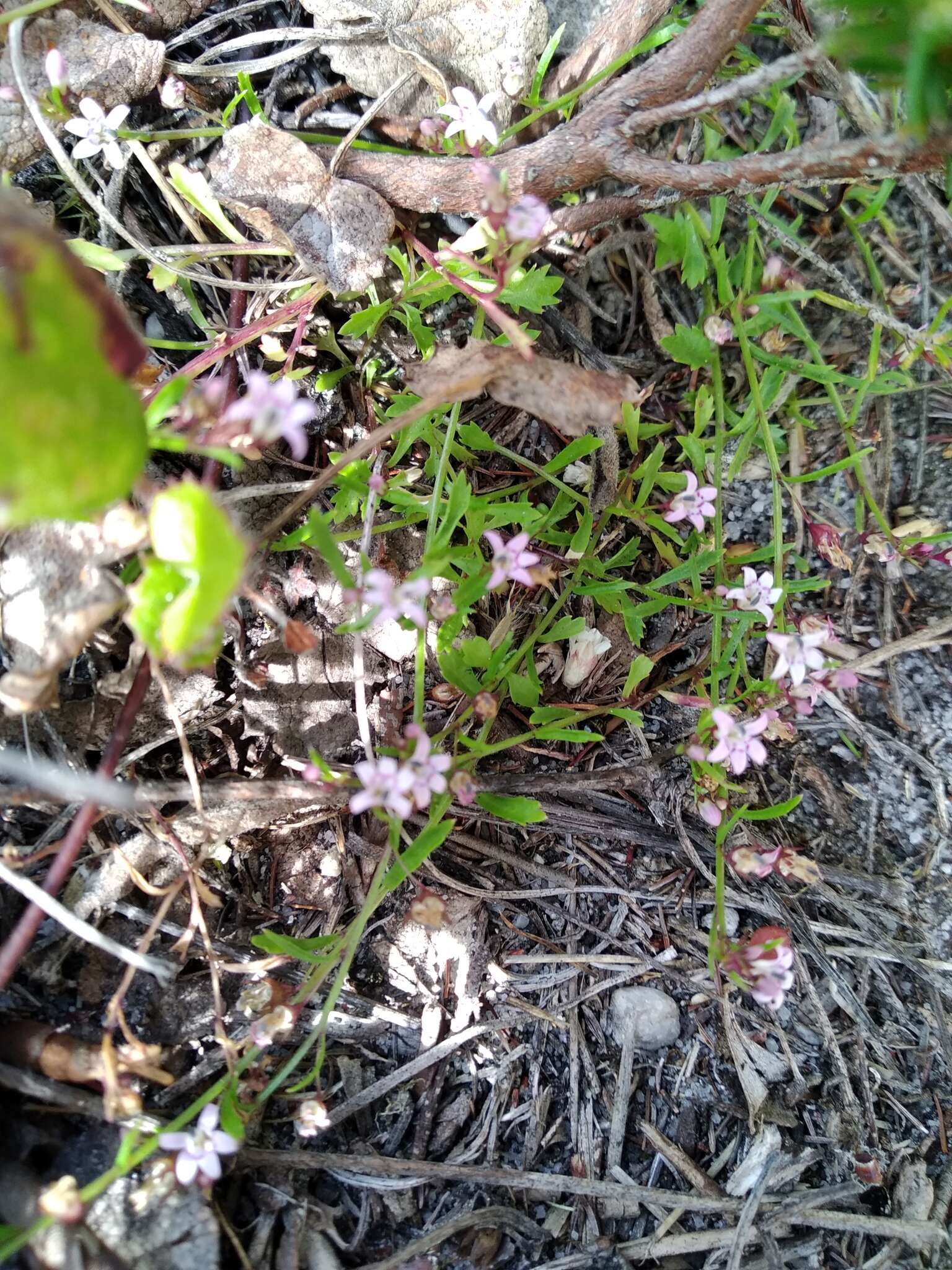 صورة Lobelia filicaulis (C. Presl) Schönland