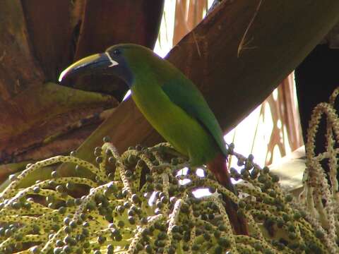 Image of Blue-throated Toucanet