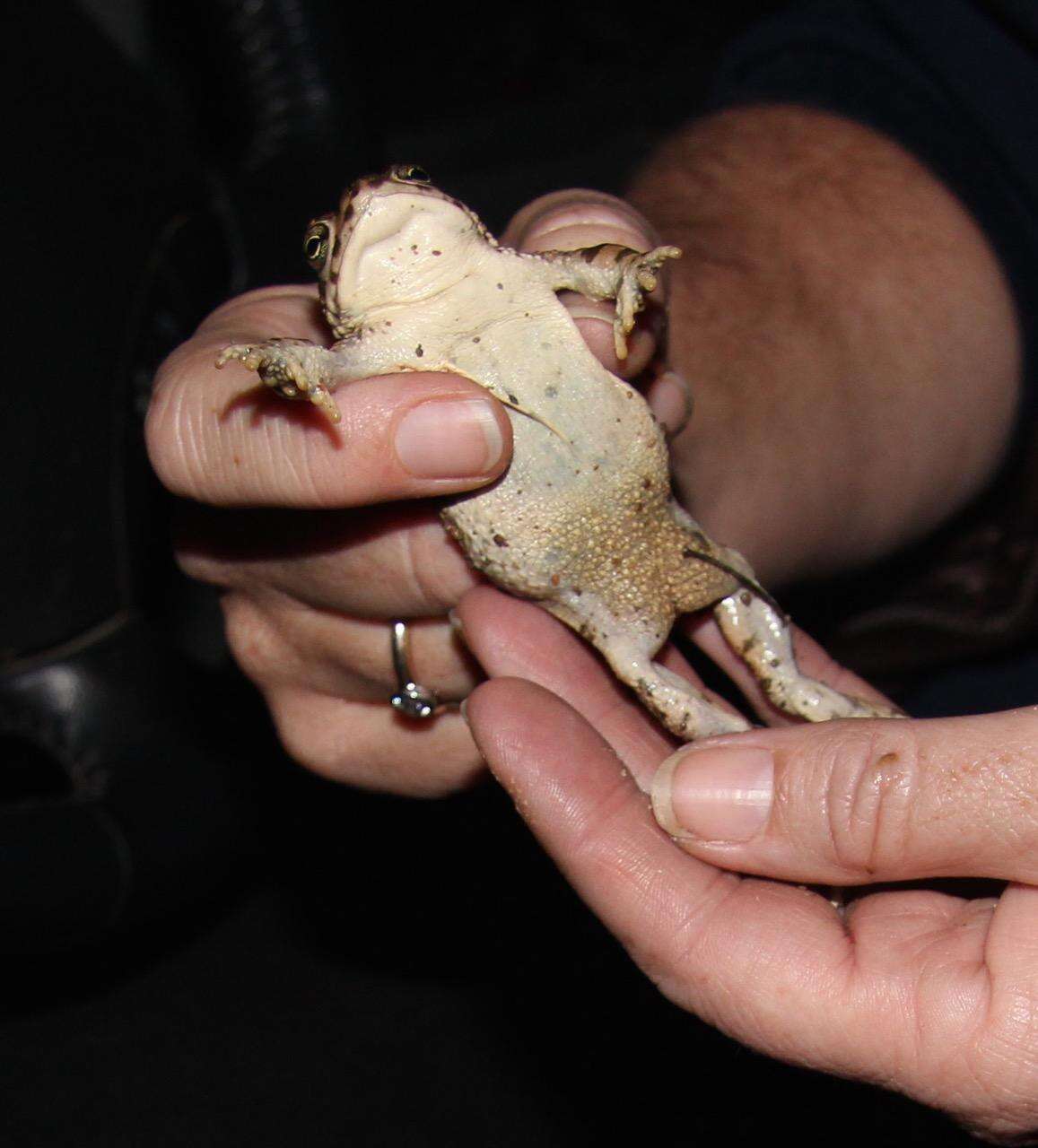 Image of Karoo Toad