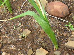 Image of blue-tulip