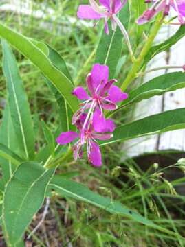 Image of fireweed