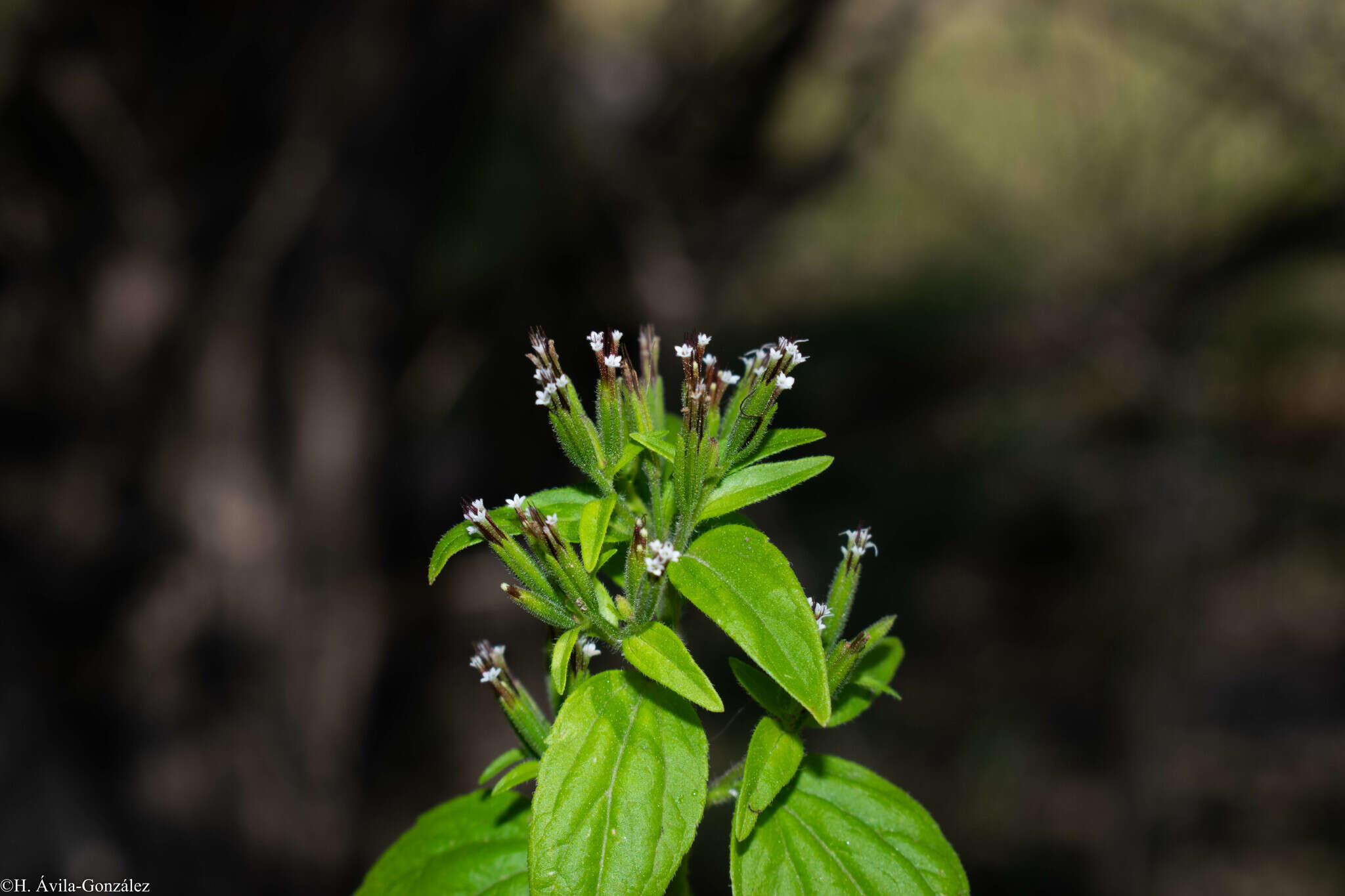 Image of annual candyleaf