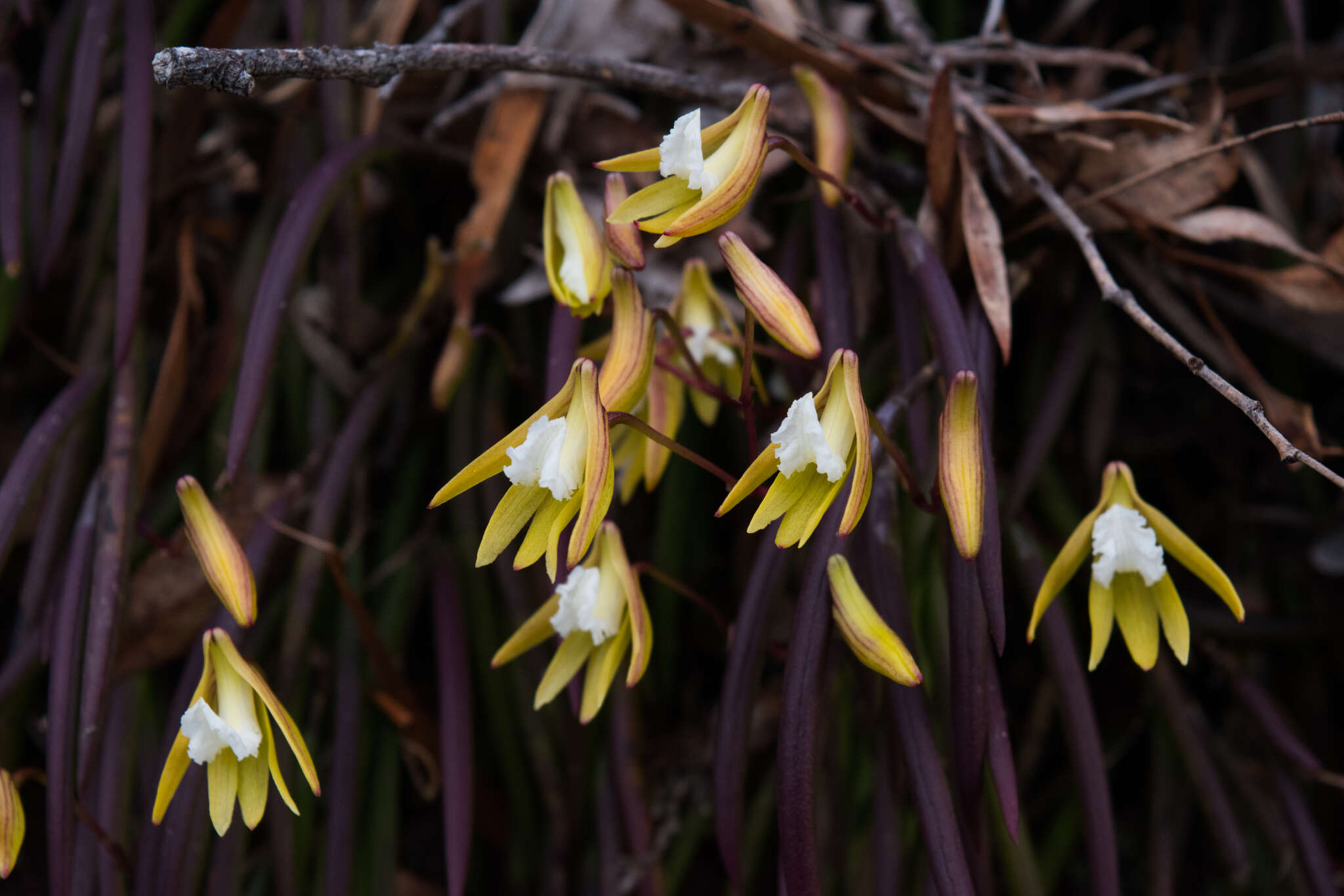 Imagem de Dendrobium striolatum Rchb. fil.