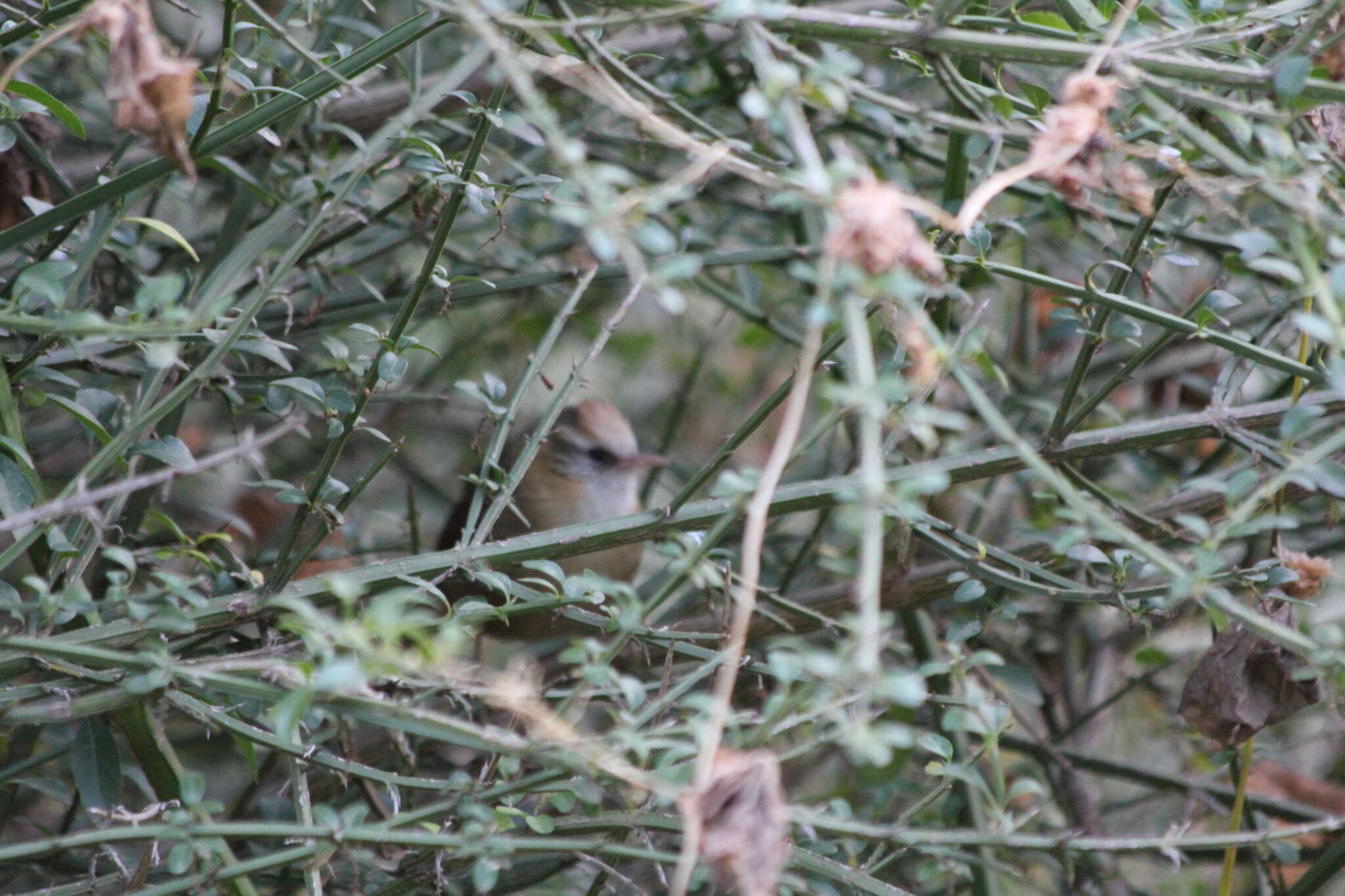 Image of Creamy-crested Spinetail