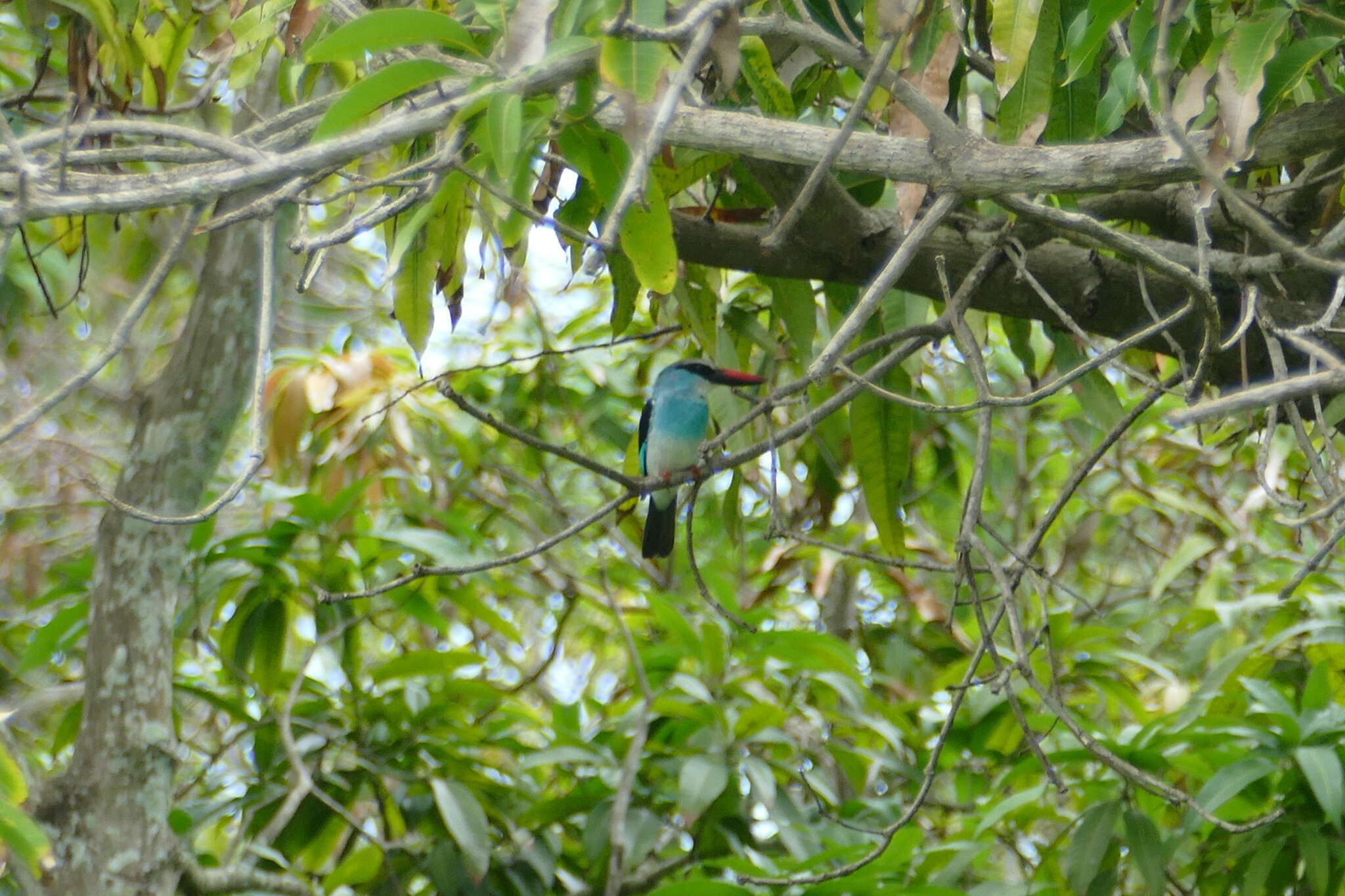 Image of Blue-breasted Kingfisher