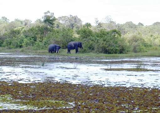 Image of Sumatran Elephant