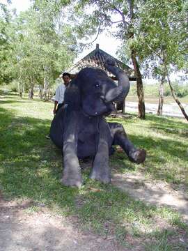 Image of Sumatran Elephant