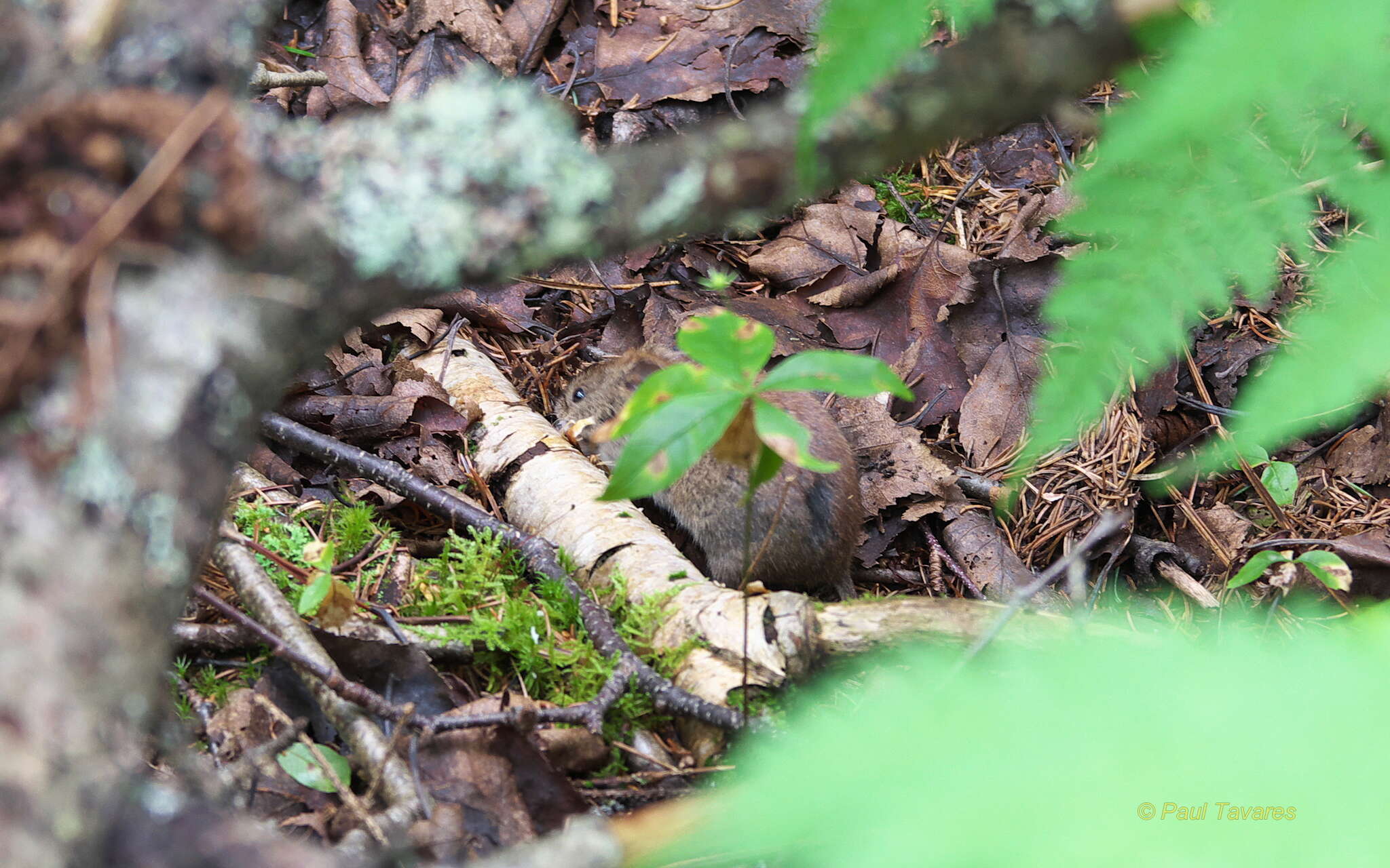 Image of Revillagigedo Island Red-backed Vole