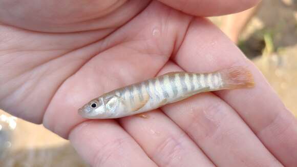 Image of Northern plains killifish