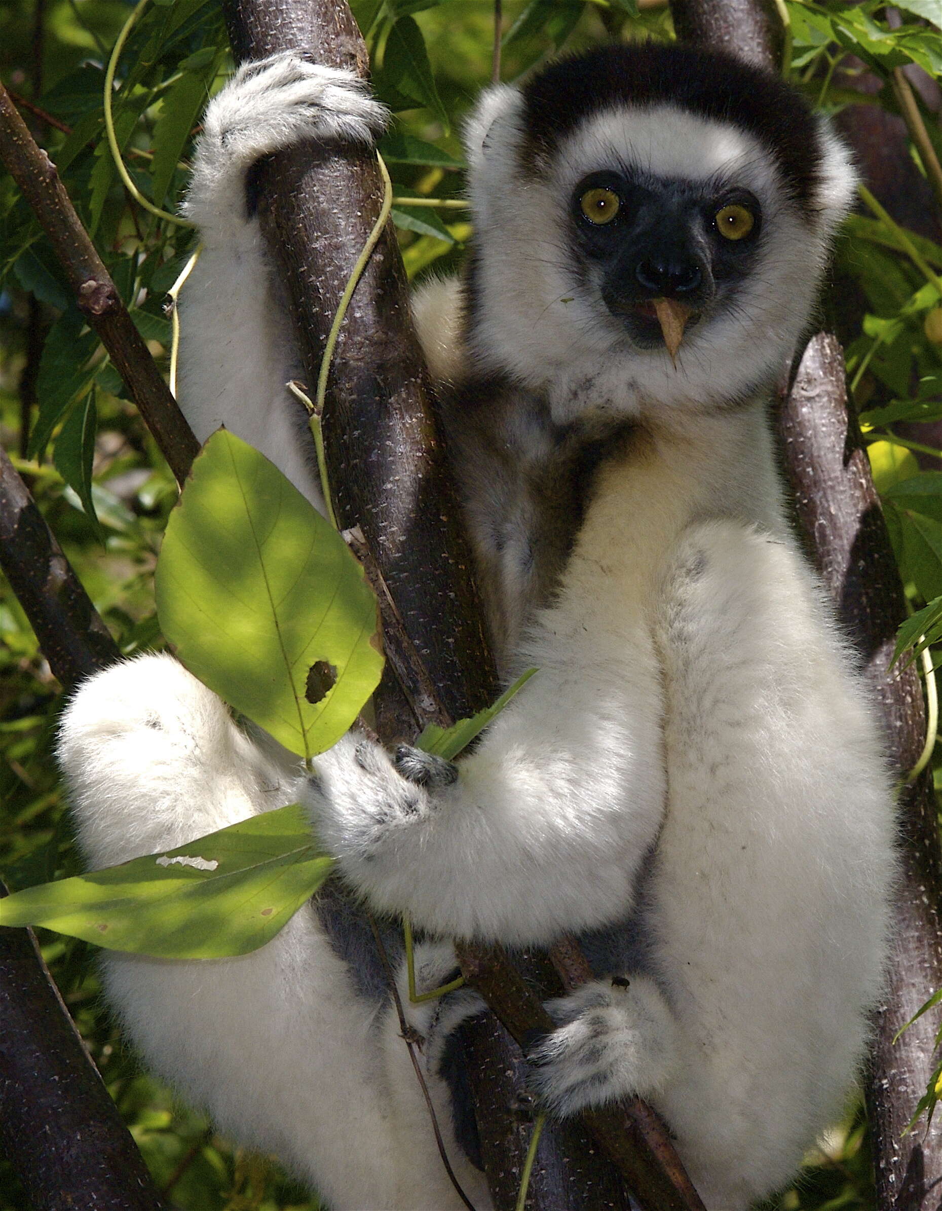 Image of Verreaux's Sifaka