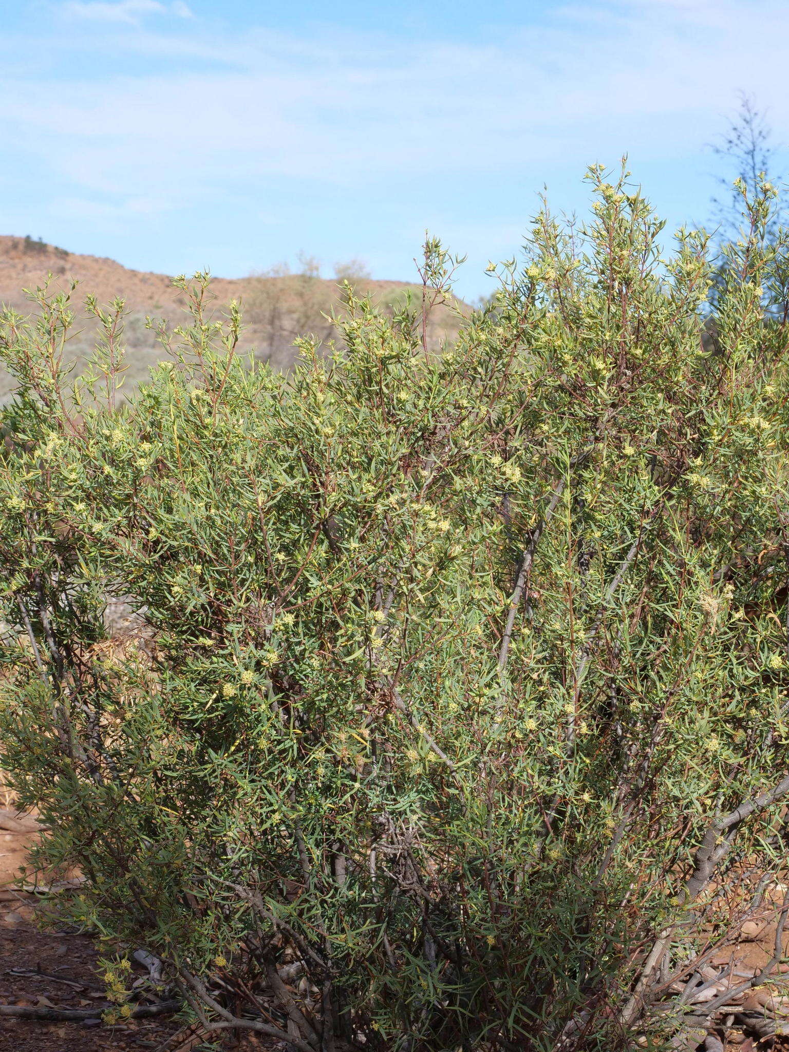 Image of Pimelea microcephala subsp. microcephala