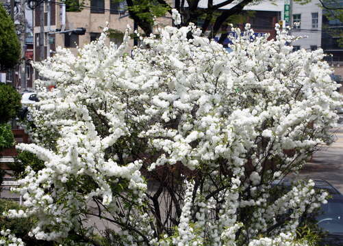 Imagem de Prunus glandulosa C. P. Thunb. ex A. Murray