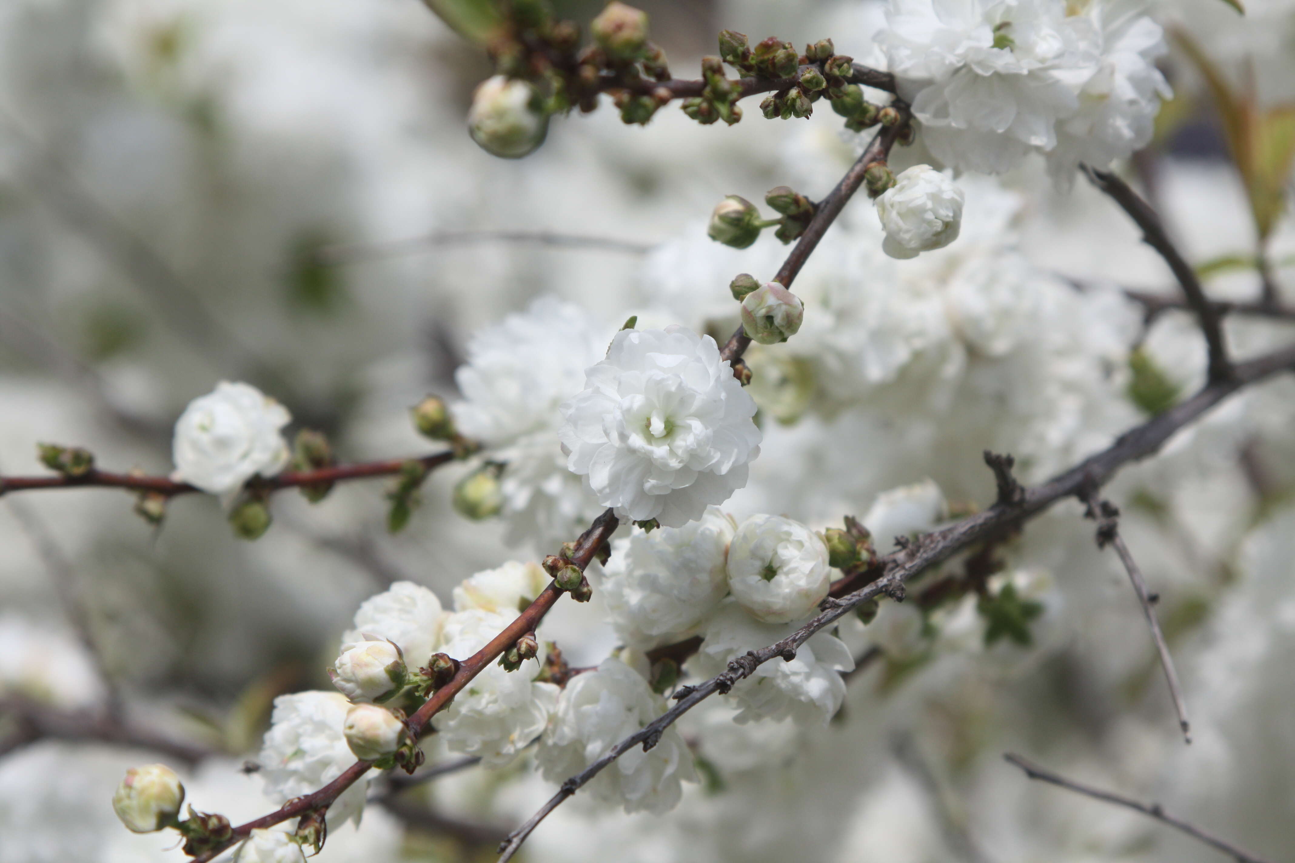 Imagem de Prunus glandulosa C. P. Thunb. ex A. Murray