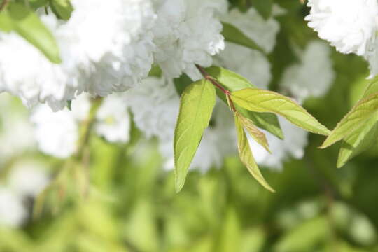 Image de Prunus glandulosa C. P. Thunb. ex A. Murray