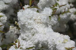 Imagem de Prunus glandulosa C. P. Thunb. ex A. Murray