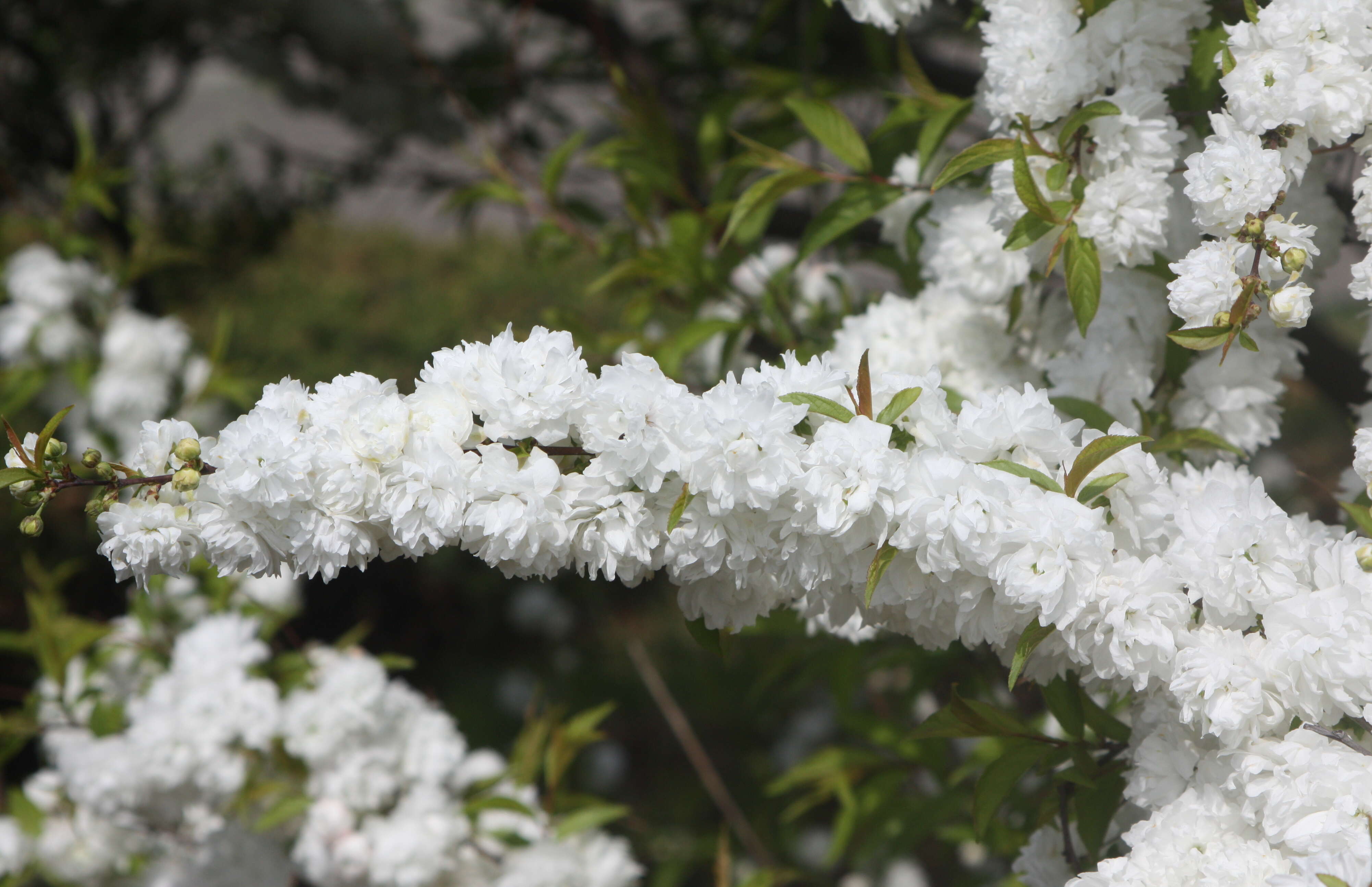 Imagem de Prunus glandulosa C. P. Thunb. ex A. Murray