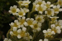 Image of Saxifraga muscoides All.