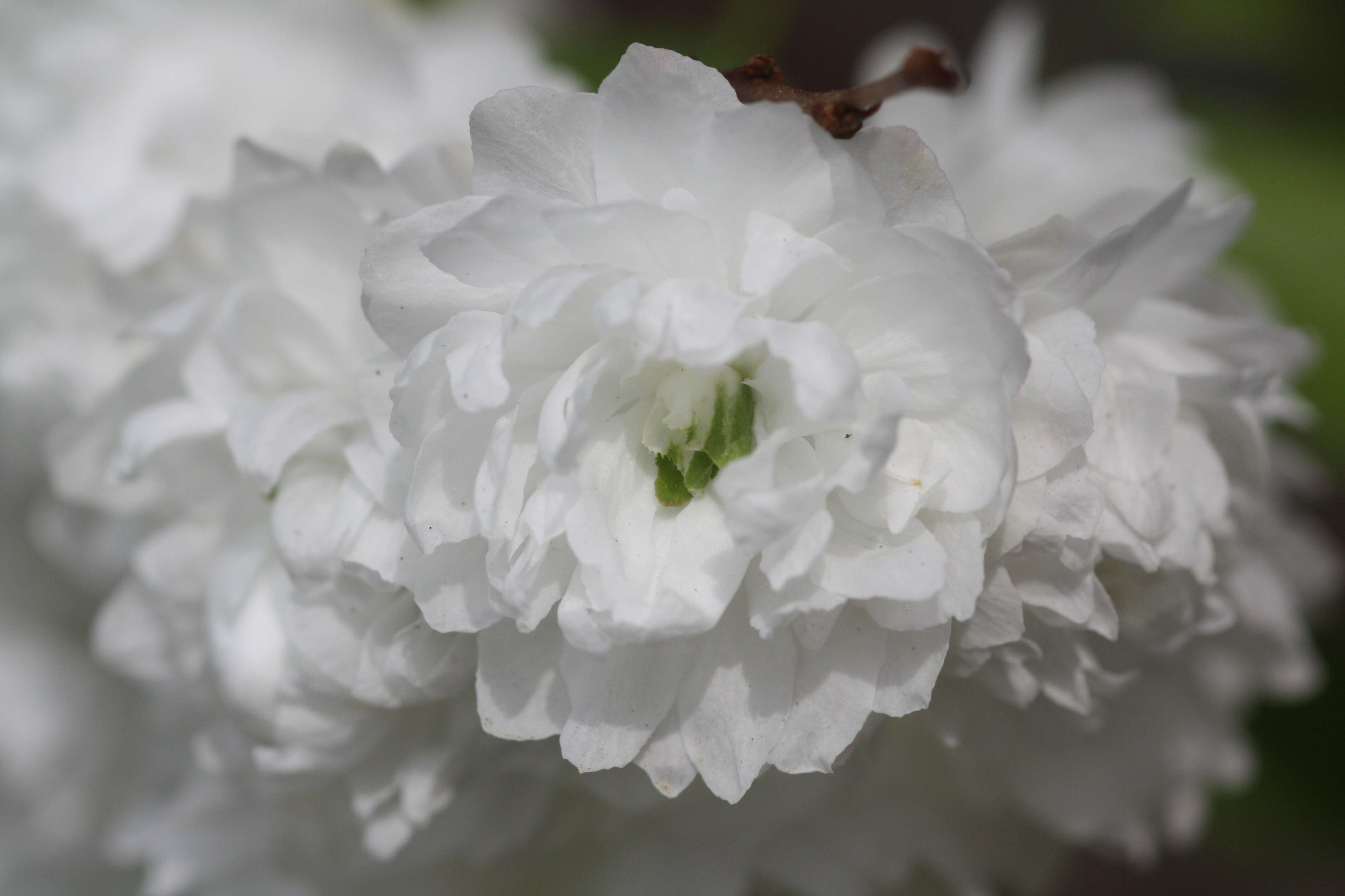 Imagem de Prunus glandulosa C. P. Thunb. ex A. Murray