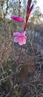 Imagem de Watsonia laccata (Jacq.) Ker Gawl.