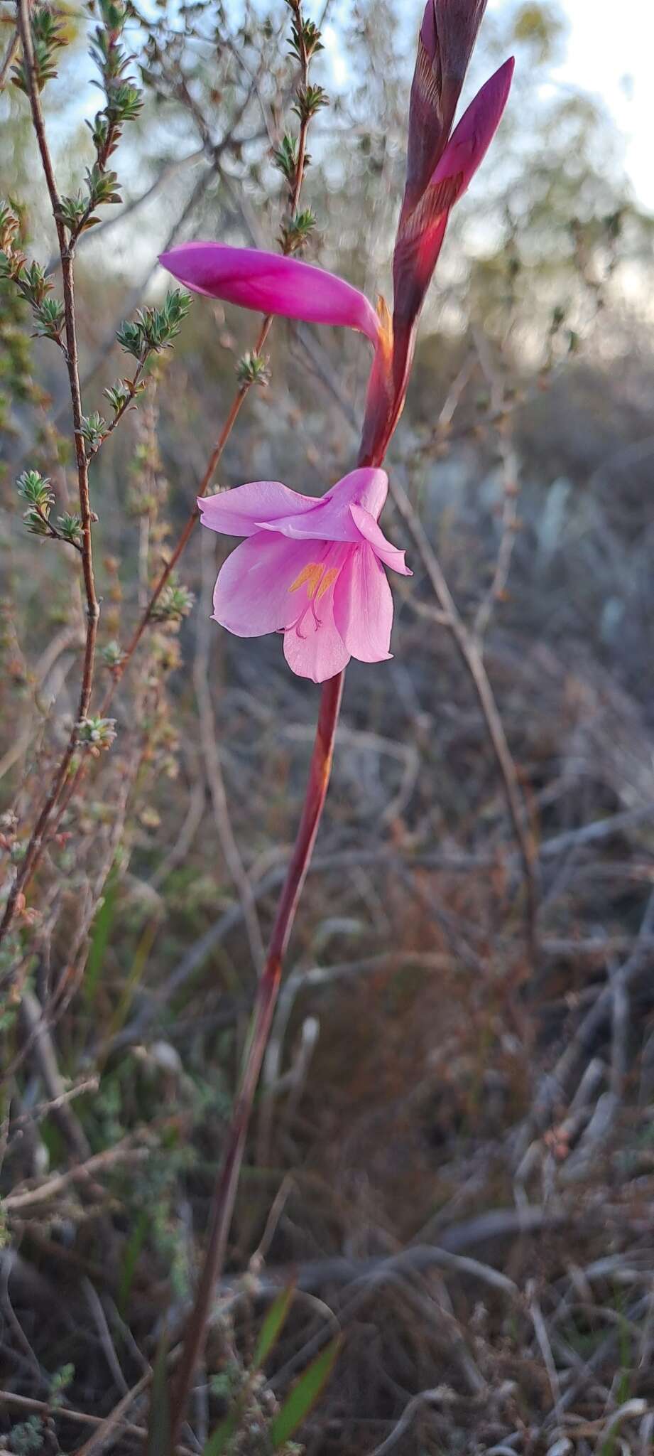 Image of Watsonia laccata (Jacq.) Ker Gawl.