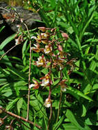 Imagem de Epipactis palustris (L.) Crantz