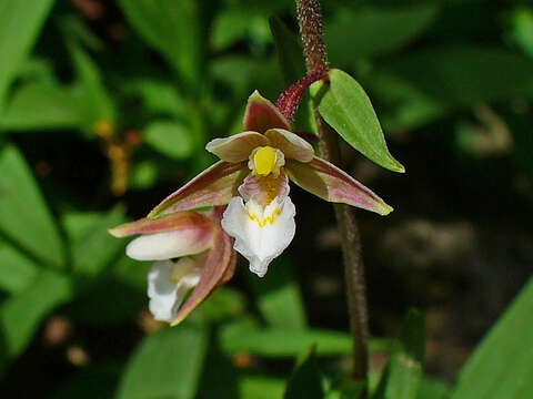 Imagem de Epipactis palustris (L.) Crantz