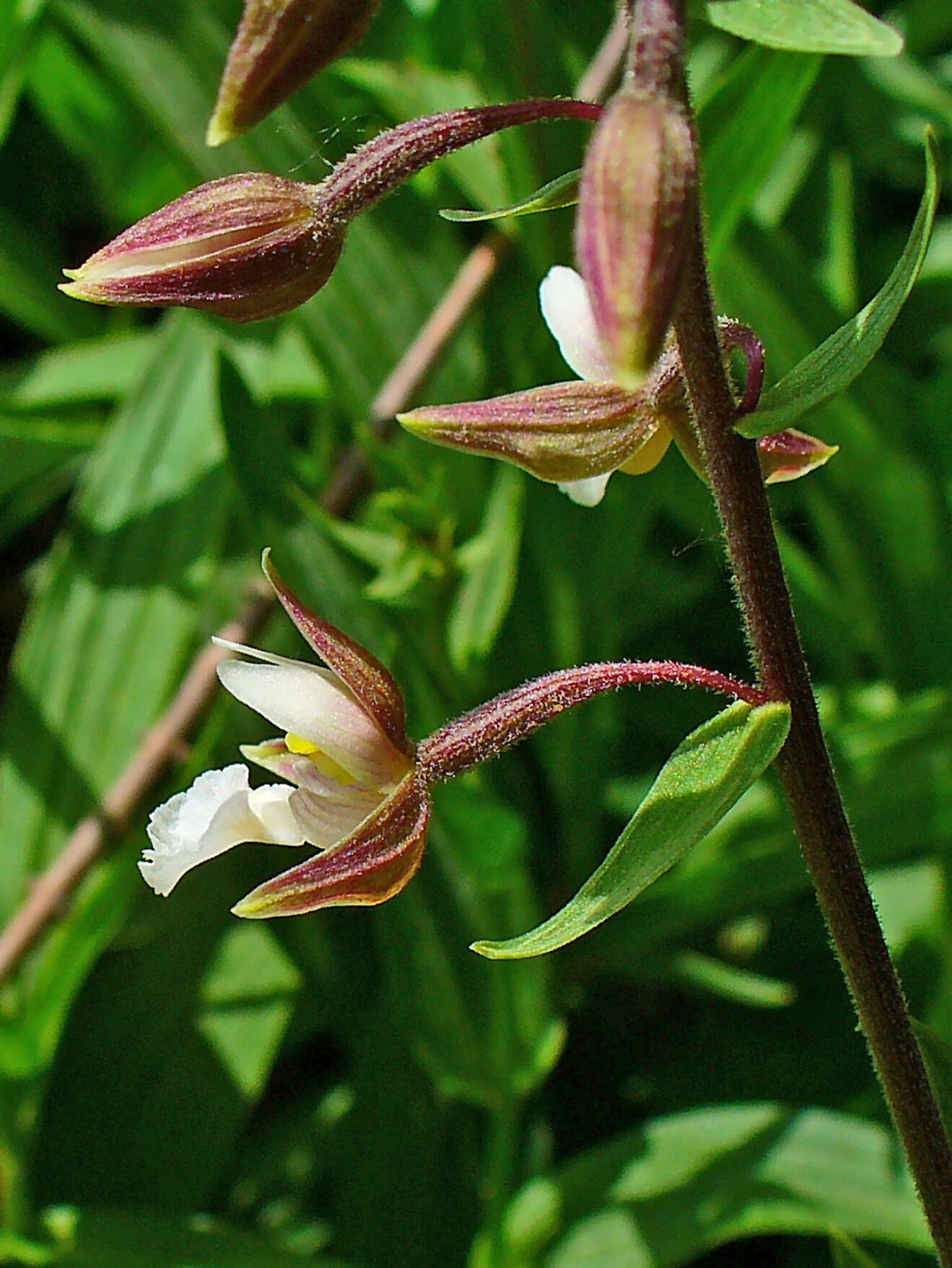 Imagem de Epipactis palustris (L.) Crantz