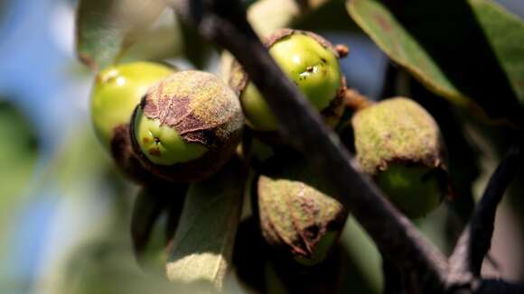 Image de Cordia boissieri A. DC.