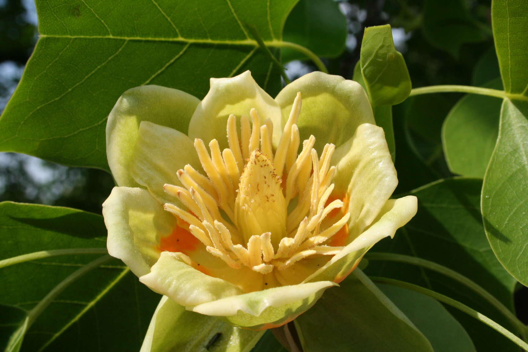 Image of Tulip tree